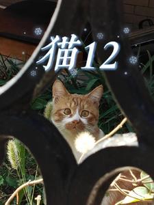 猫12点莫名其妙的叫